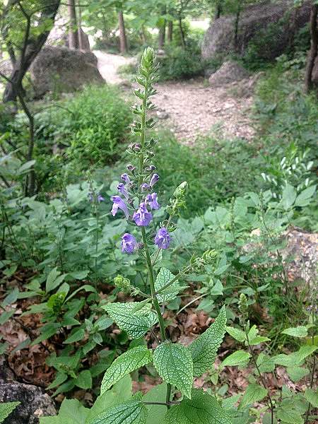 Scutellaria ovata