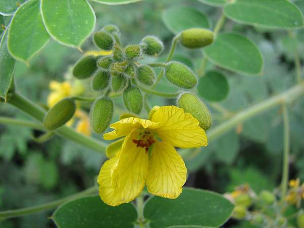 Senna lindheimeriana