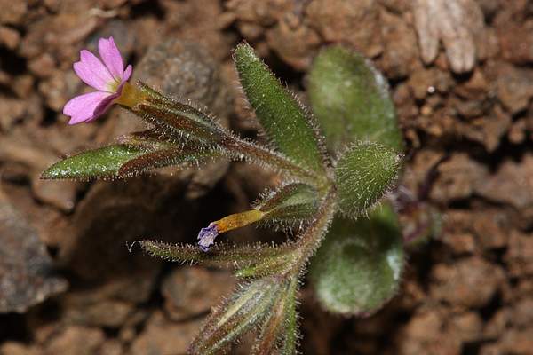 Phlox gracilis