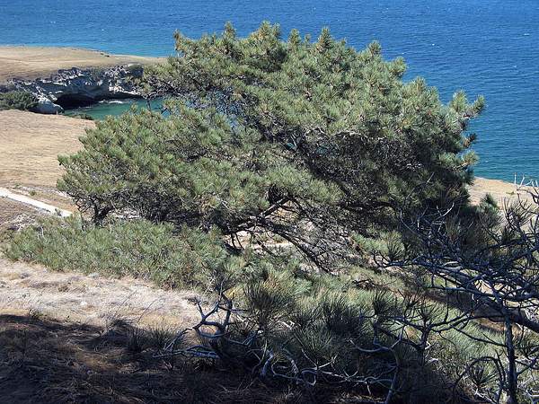 Pinus torreyana