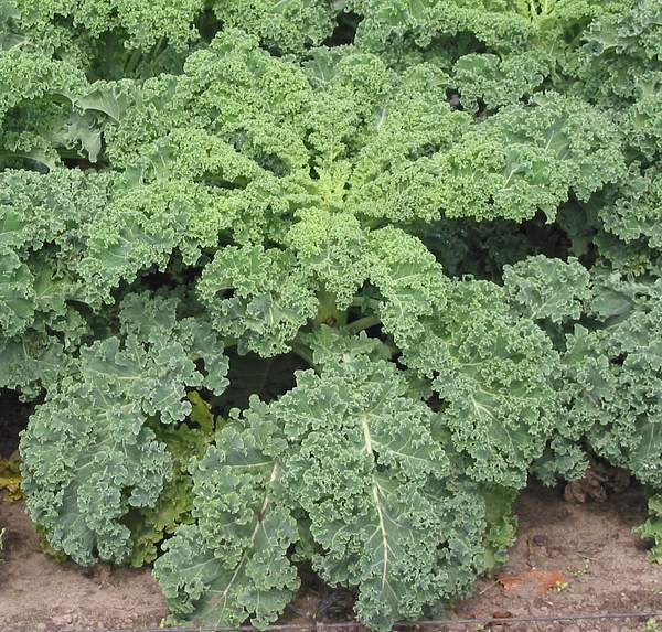 Brassica oleracea acephala