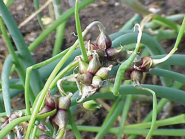 Allium proliferum