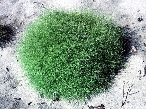 Cycloloma atriplicifolium