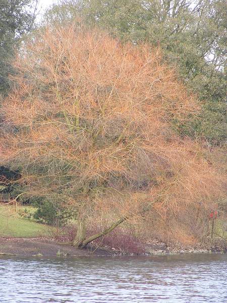 Salix sepulcralis