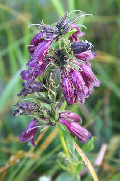 Penstemon whippleanus