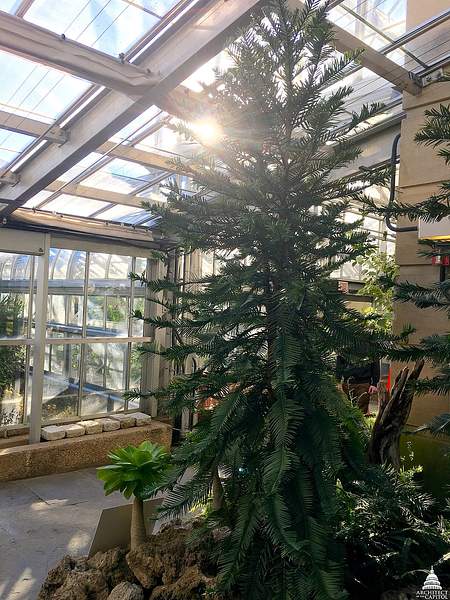 Wollemia nobilis