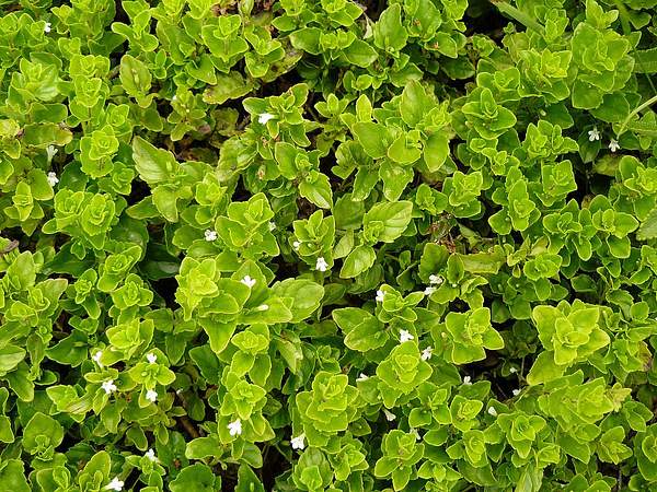 Micromeria douglasii