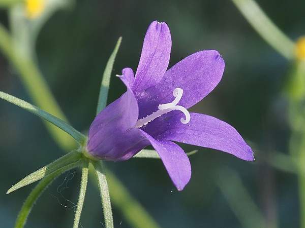 Campanula lusitanica