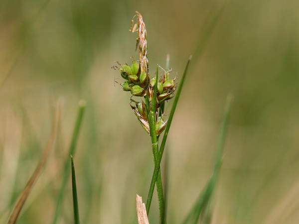Carex oederi