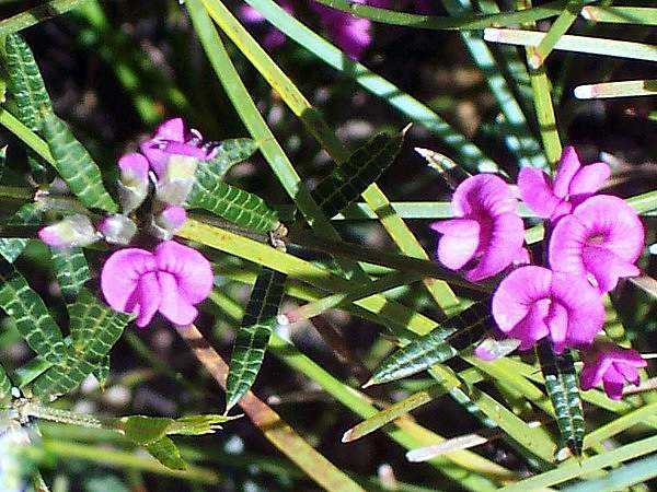 Mirbelia rubiifolia