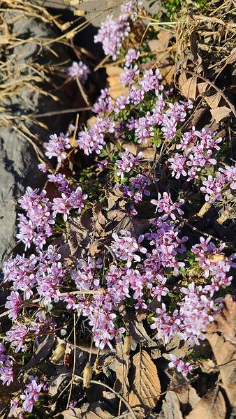 Noccaea rotundifolia