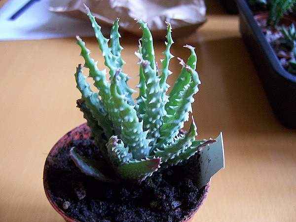 Aloe humilis