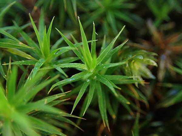 Polytrichum formosum