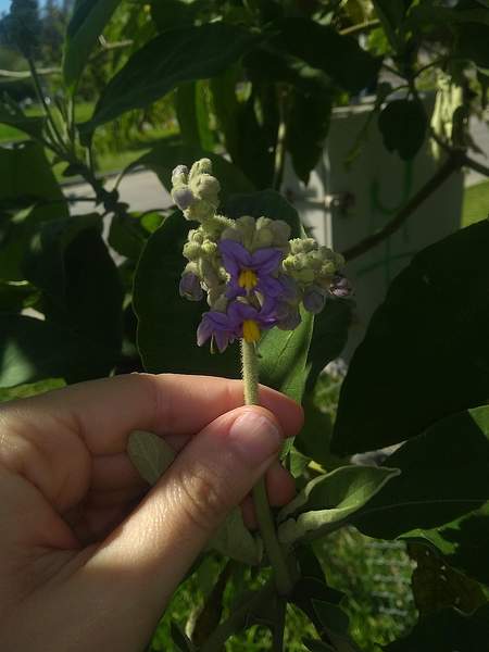 Solanum granulosoleprosum