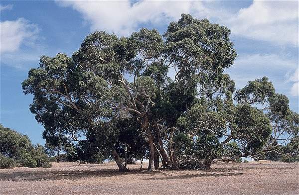 Eucalyptus fasciculosa
