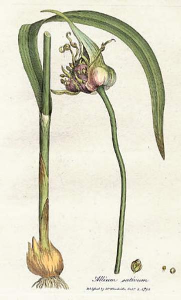 Allium