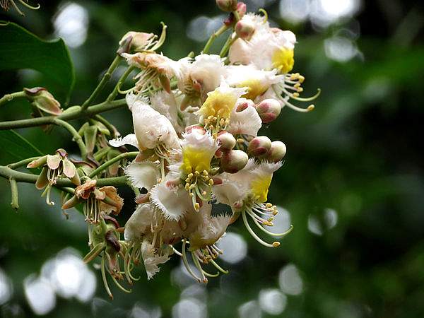 Hiptage benghalensis