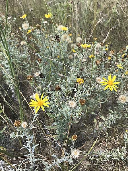 Heterotheca canescens