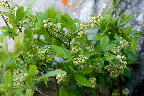 Vaccinium vacillans