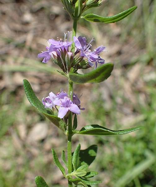 Mentha diemenica