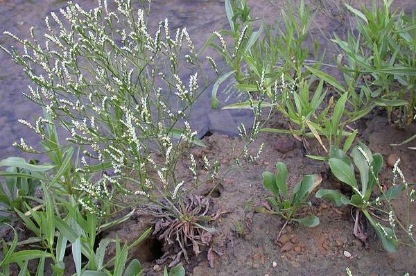 Limonium tetragonum