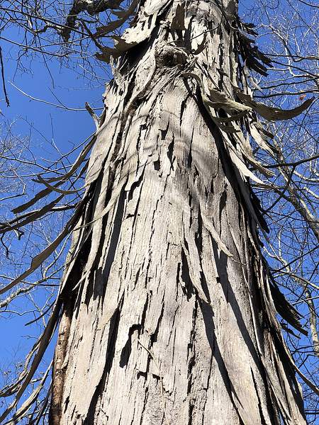 Carya carolinae-septentrionalis