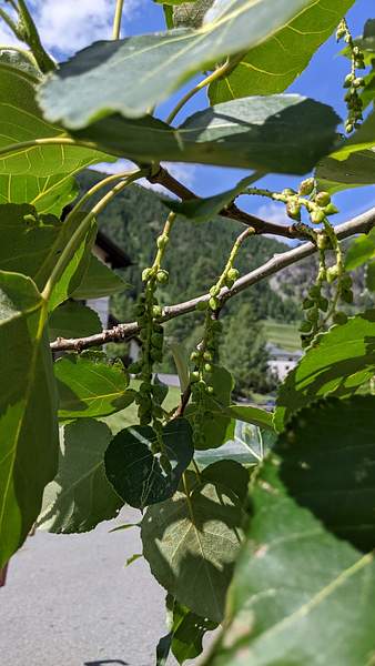 Populus jackii