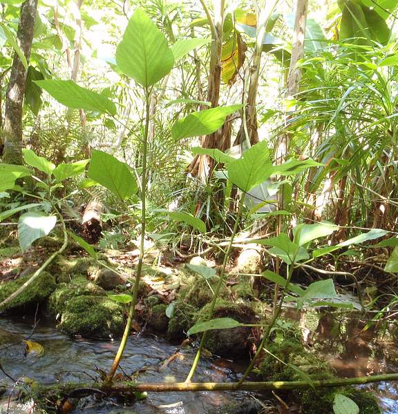 Touchardia latifolia