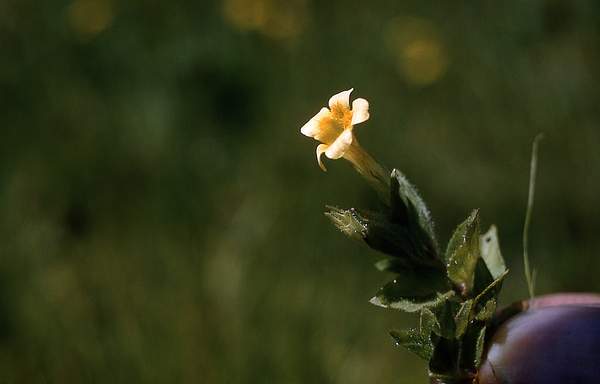 Mimulus moschatus