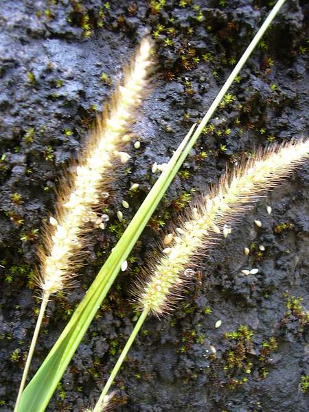 Setaria adhaerens