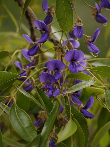 Bolusanthus speciosus