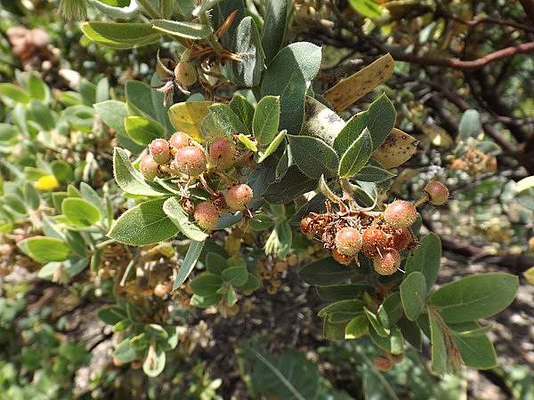 Arctostaphylos hookeri