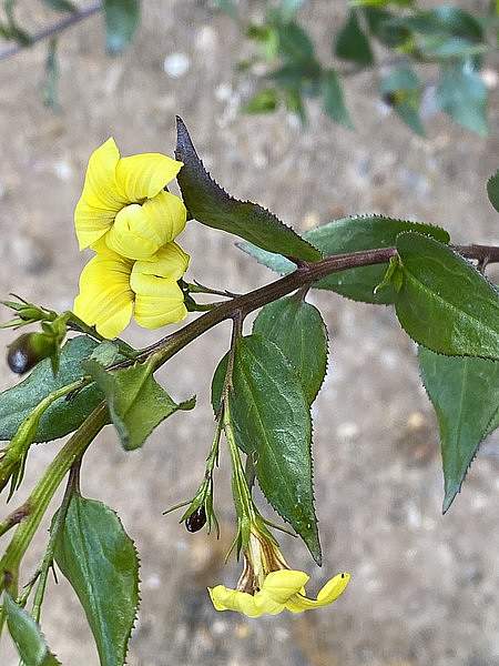 Goodenia ovata