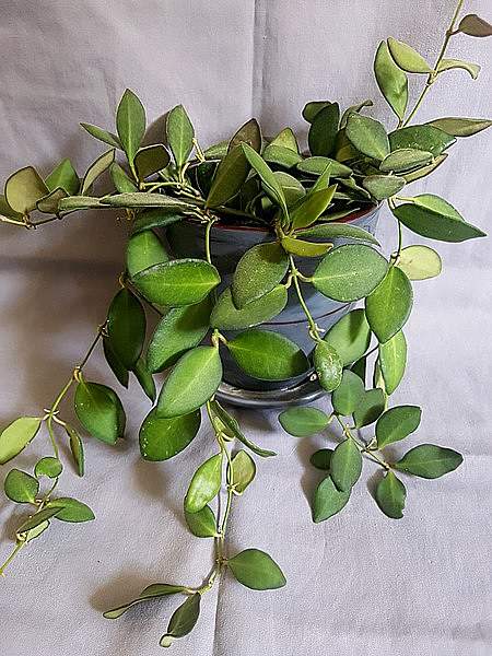 Hoya bilobata