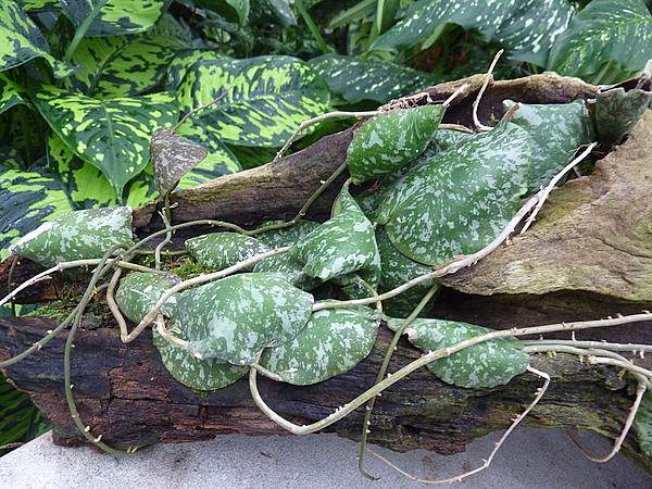 Hoya imbricata