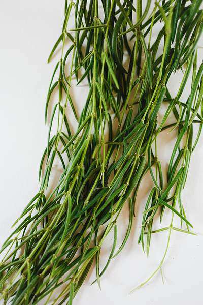 Hoya linearis
