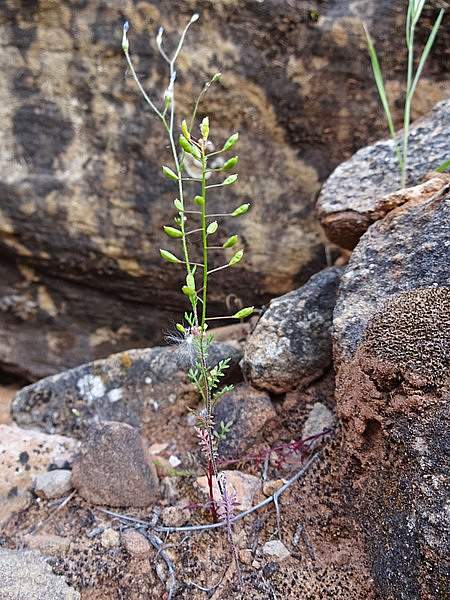 Hornungia procumbens