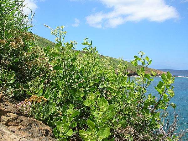 Pluchea indica