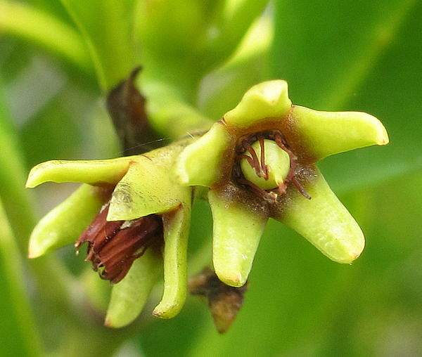 Ceriops tagal