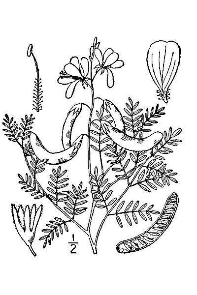 Hoffmannseggia glauca