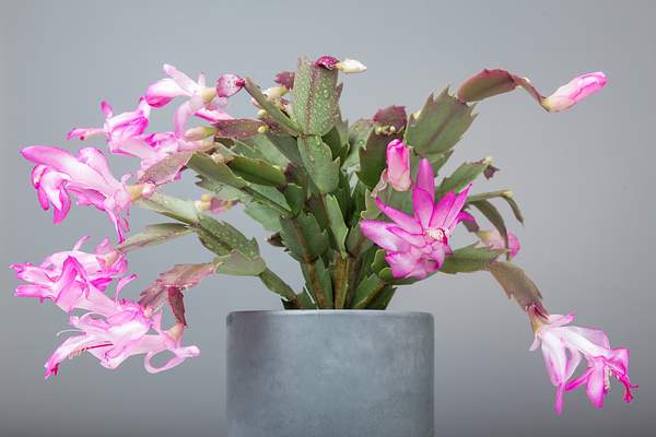 Schlumbergera truncata