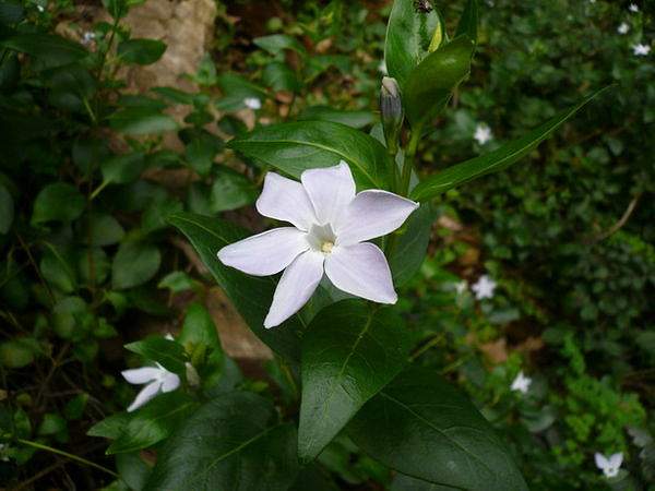 Vinca difformis