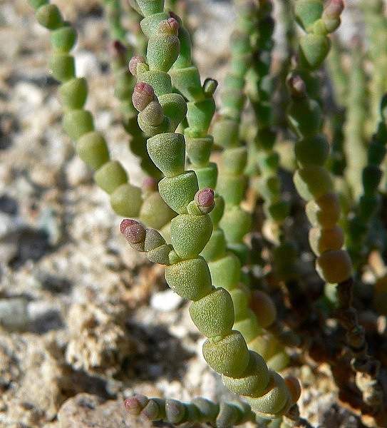Allenrolfea occidentalis