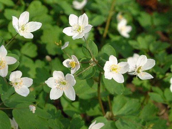 Isopyrum thalictroides