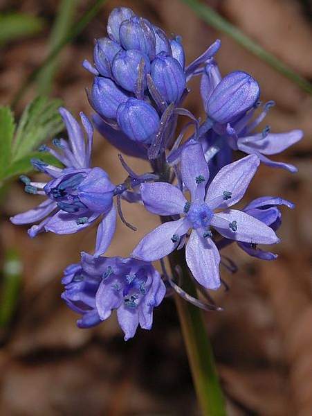 Hyacinthoides italica