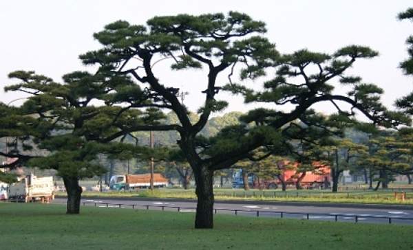 Pinus thunbergii