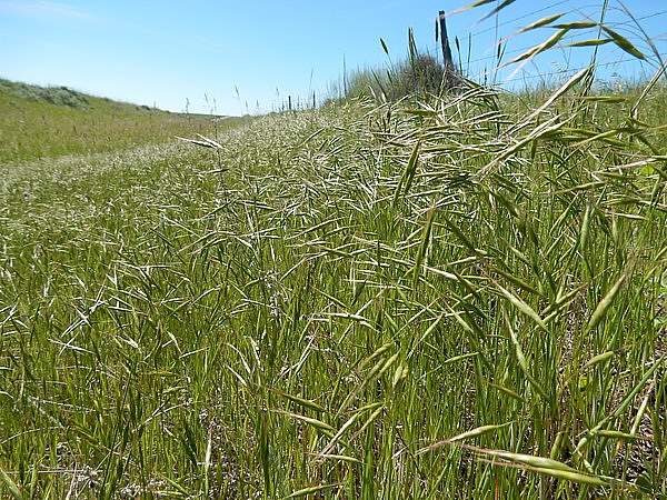 Bromus japonicus