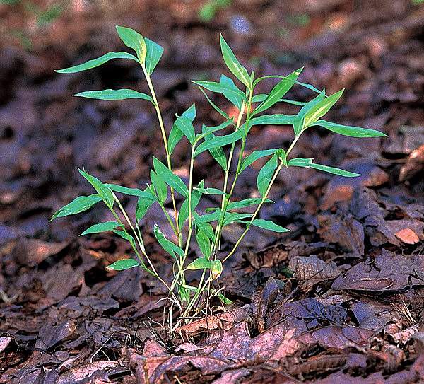 Microstegium vimineum