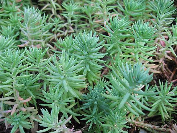 Petrosedum rupestre