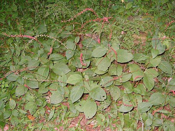Persicaria filiformis